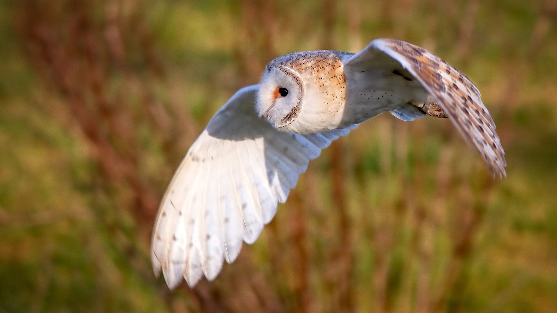 F1新赛季揭幕战之夜,锡安展现巨星价值