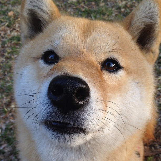 冰封城热血融雪,杰伦·格林47分逆天改命,活塞决胜局气走爵士