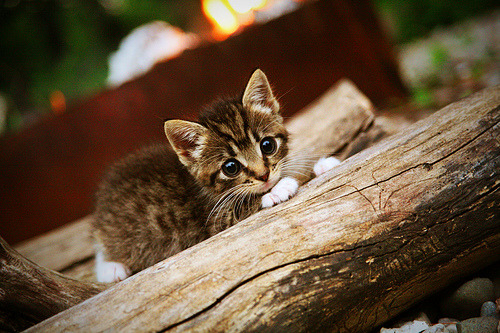 孤胆与群星,哈登赛后评分拉满,太阳团队篮球收割森林狼