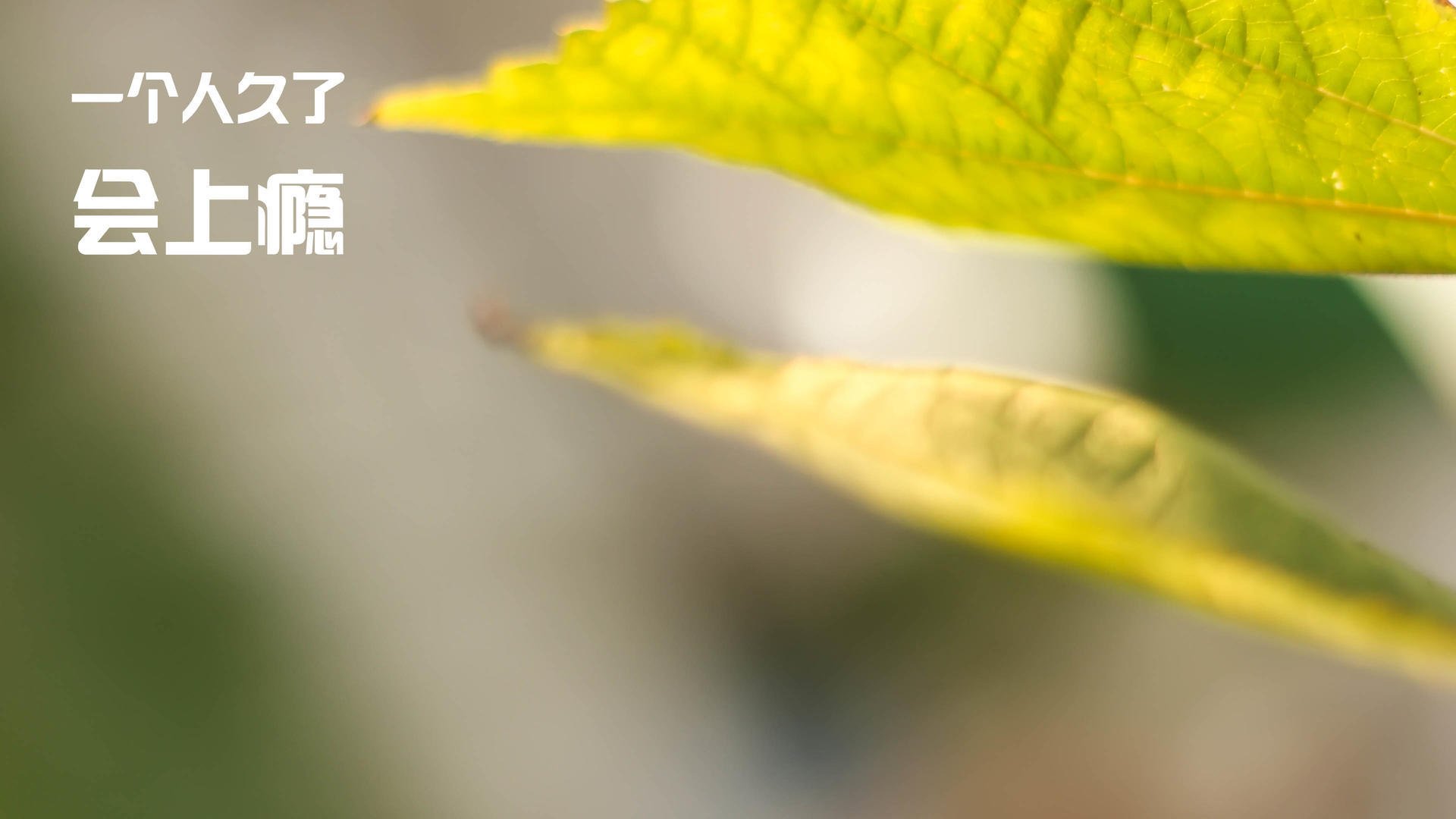 从风城到紫禁城,拉梅洛的双重救赎