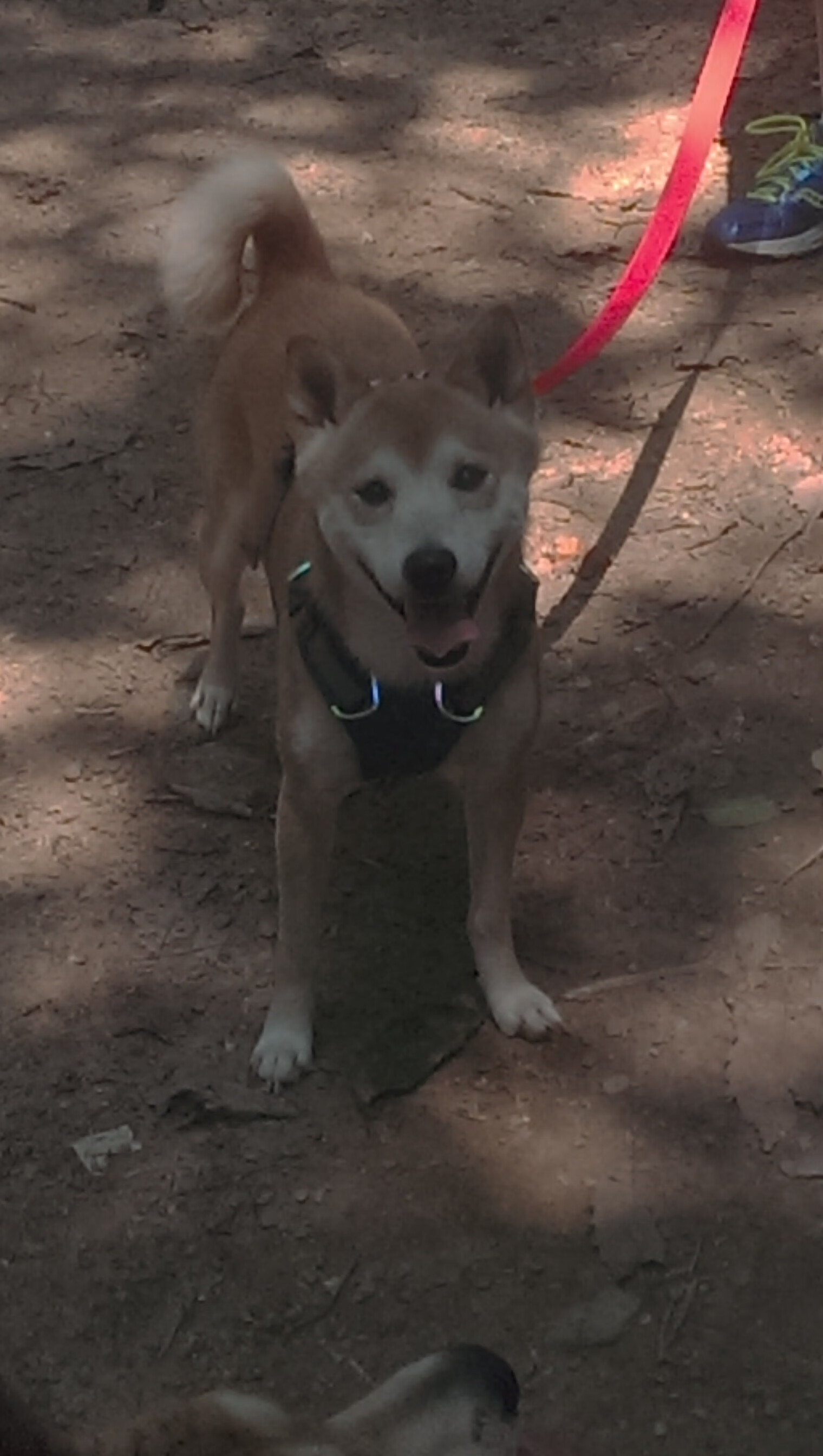 上海队绝境逆袭，利拉德超远三分定江山