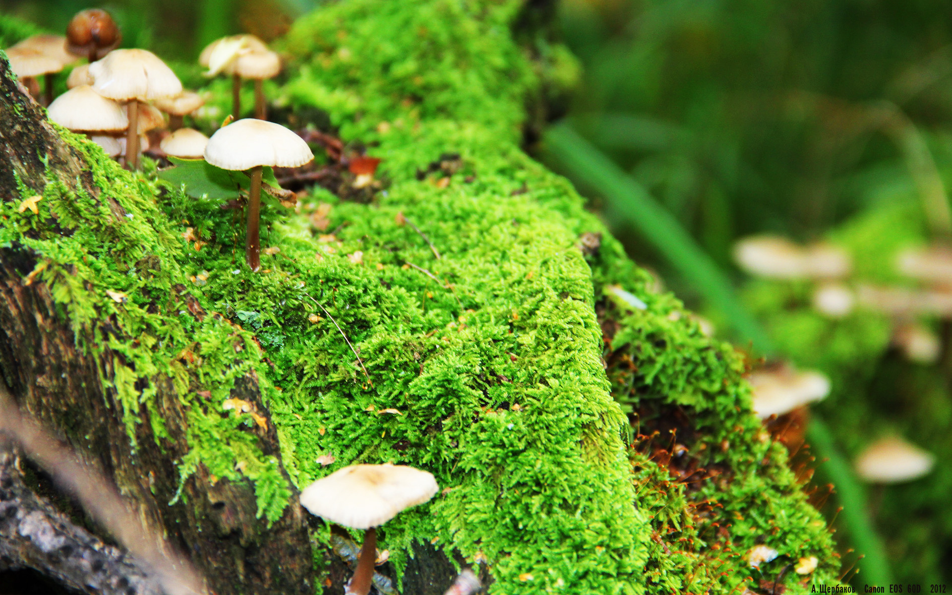 极速与绿茵,维斯塔潘封王夜,那不勒斯刺穿贝蒂斯