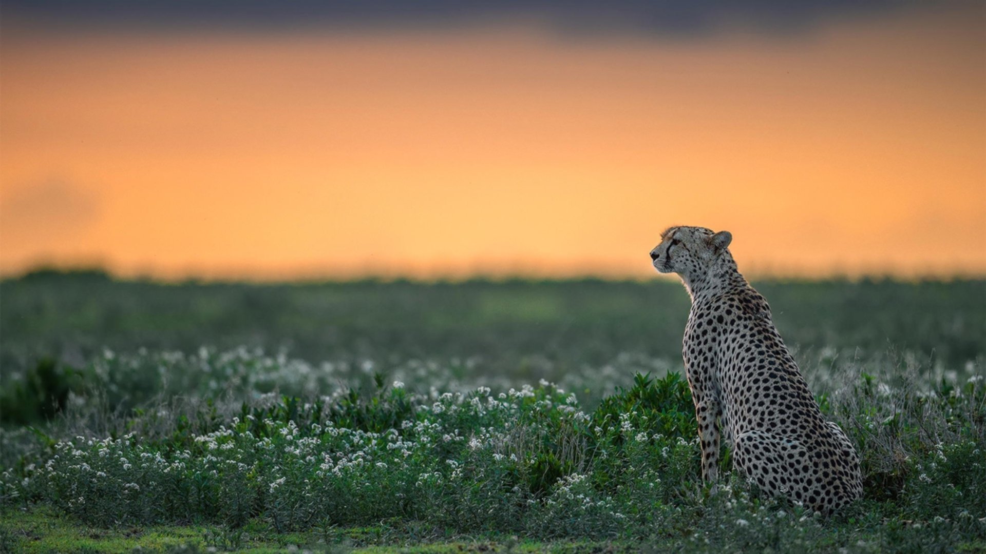 强者的传承,热火铁血逆袭,文班亚马孤星崛起—当团队魂魄遭遇天赋洪流
