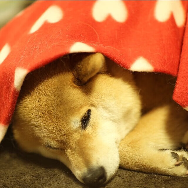 双线叙事，当摩纳哥用战术一波带走美国，厄德高在伯纳乌完成接管