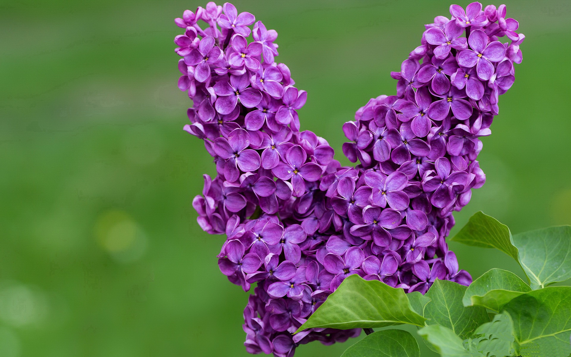 尼克斯狂胜山西队，西决生死战焦点战全记录