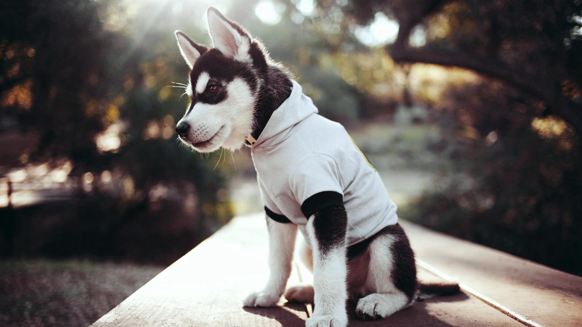 突破次元壁！文班亚马火星数据撕碎老鹰，他的极限究竟在哪？