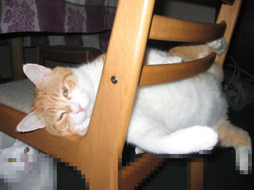 双重奏，达拉斯独行侠与尼古拉·约基奇的双城记