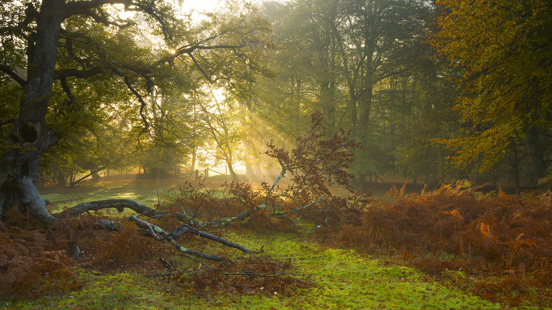 节奏为王，新王登基，猛龙钝刀割肉篮网，班凯罗致命一击定江山
