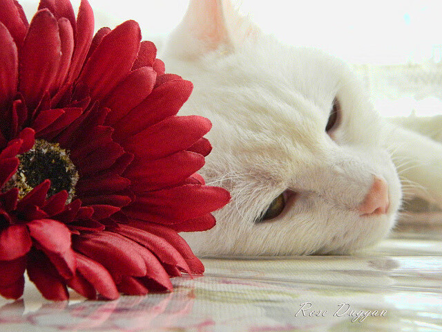 爵士节奏,掌控辽宁队的节拍器