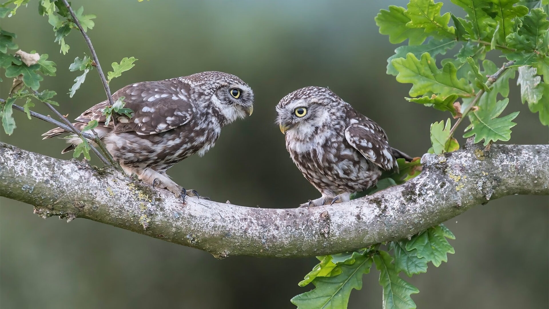降速急停，德罗赞末节审判，公牛以旧时代方式碾碎步行者