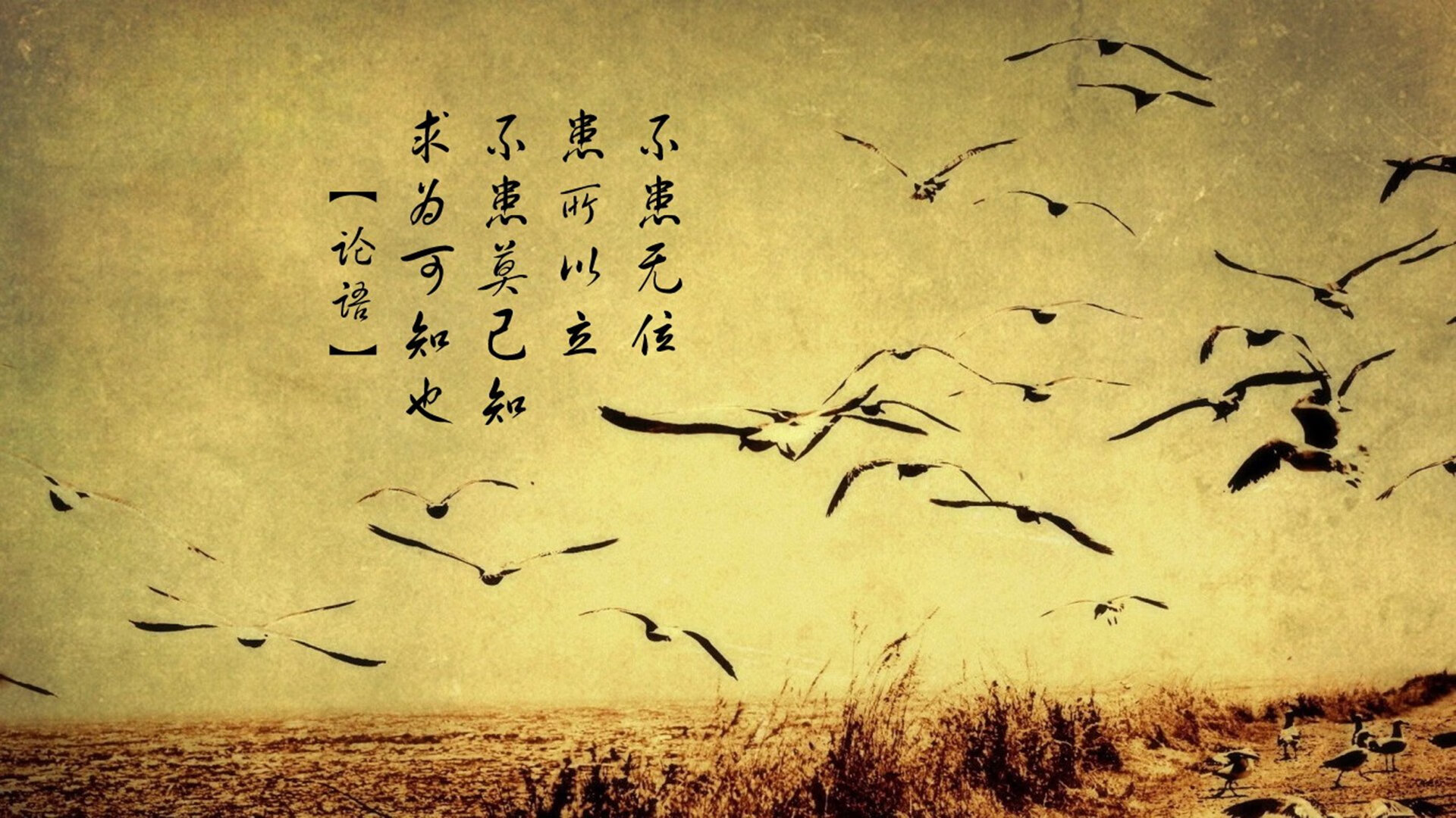 布克焚毁囚笼!凤凰城唯一战神,在芝加哥的公牛骨血上烙印传奇