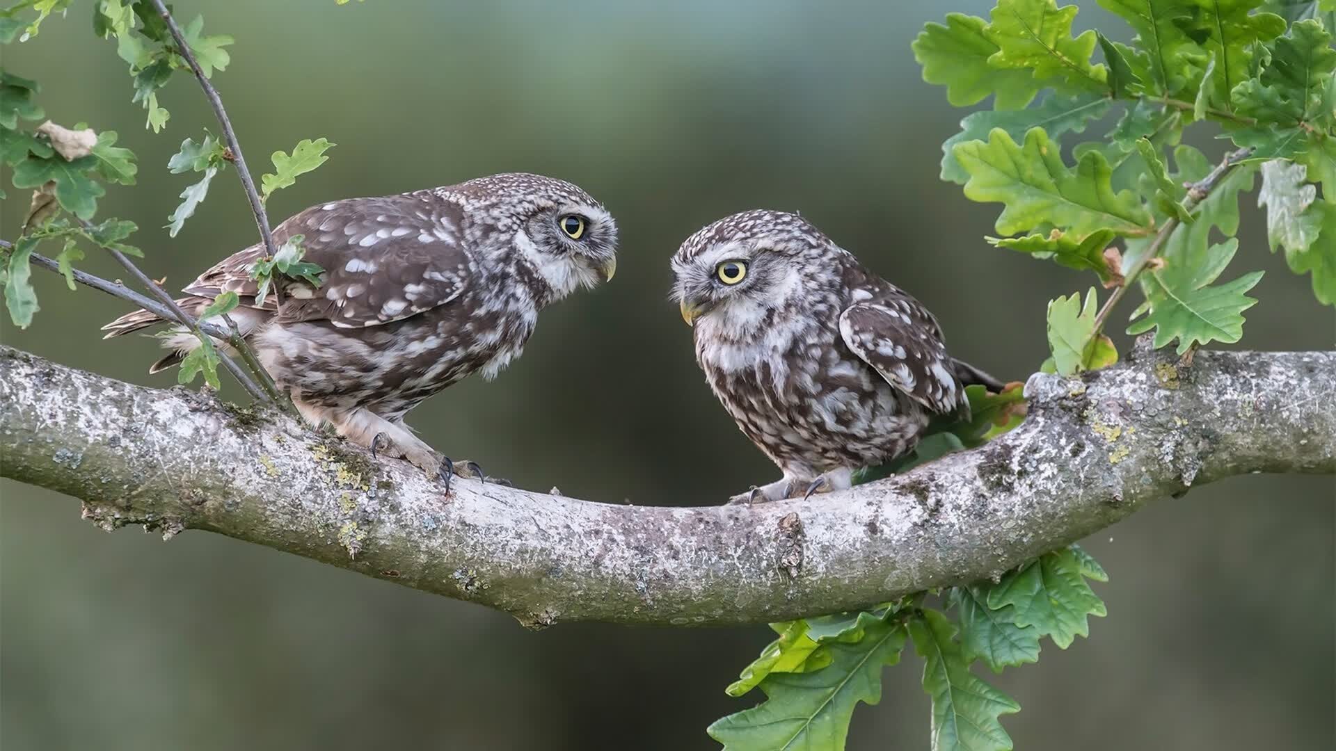 索菲亚的闪电,当无名之辈用苏亚雷斯的刀锋,终结了墨西哥的黄金时代
